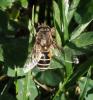 Eristalis sp.